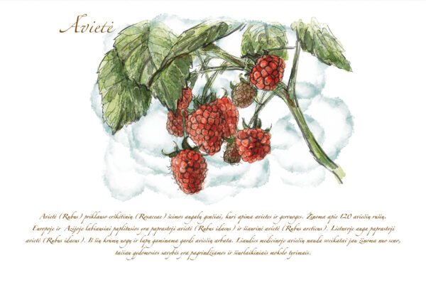 Atvirukas "Avietė" - Image 2
