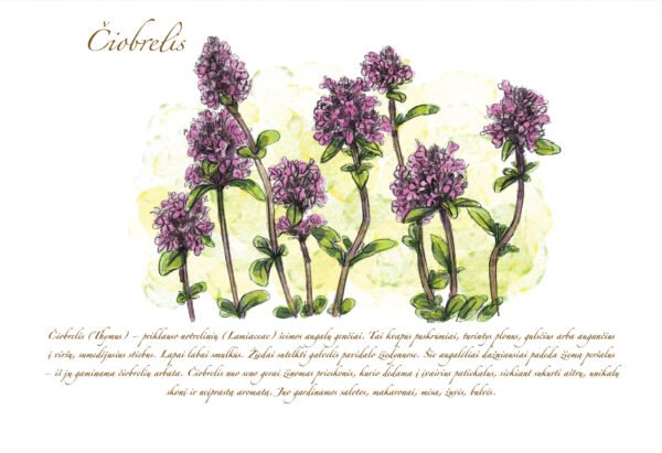 Atvirukas "Čiobrelis" - Image 2