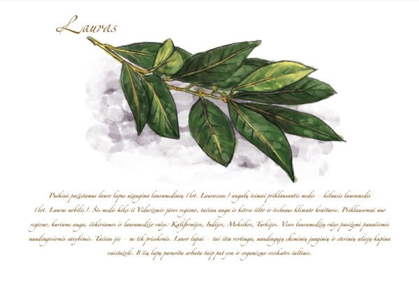 Atvirukas "Lauras"