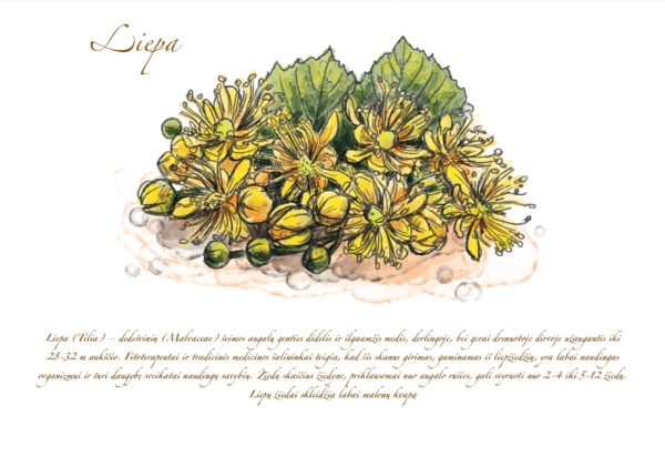 Atvirukas "Liepa" - Image 2