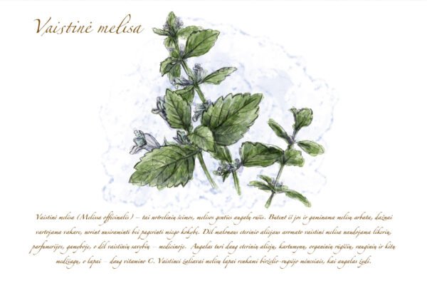Atvirukas "Melisa" - Image 2