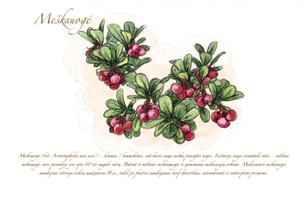 Atvirukas "Meškauogė" - Image 2