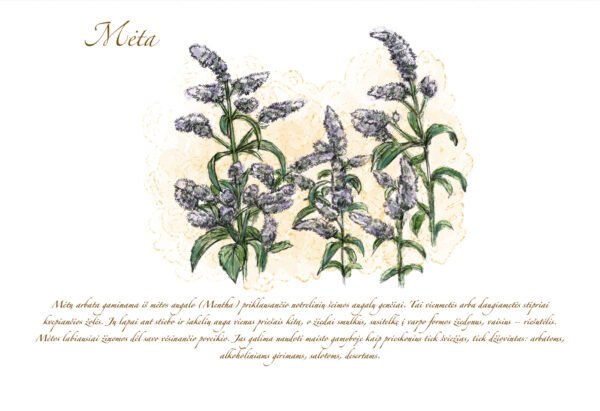 Atvirukas "Mėta" - Image 2