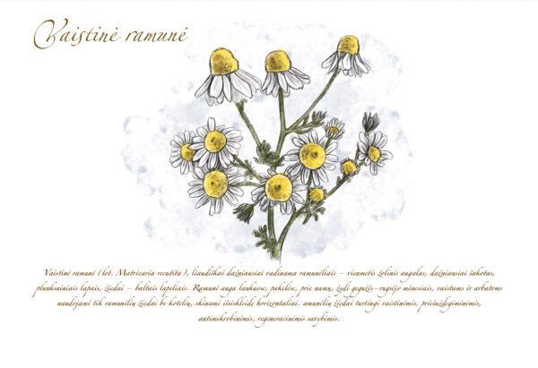 Atvirukas "Vaistinė ramunė" - Image 2