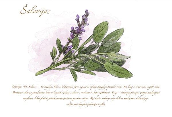 Atvirukas "Šalavijas" - Image 2
