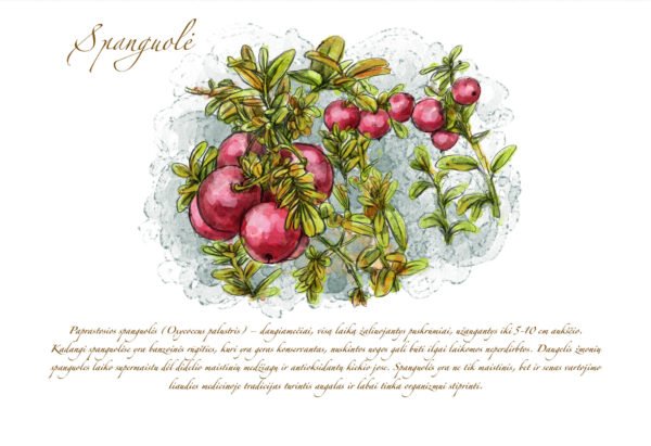Atvirukas "Spanguolė" - Image 2