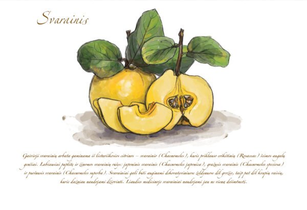 Atvirukas "Svarainis" - Image 2
