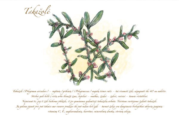 Atvirukas "Takažolė" - Image 2